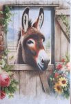 Donkey Door