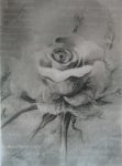 Black Rose