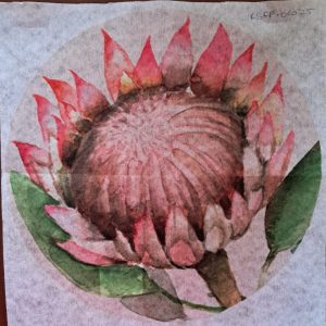 Round - Protea